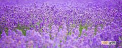 新疆薰衣草几月开花 新疆的薰衣草什么时候开