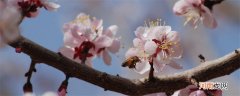 杏花的气味是什么 杏花的气味是怎样的