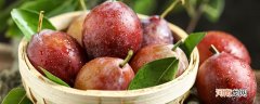 plum是什么水果 plum表示什么水果