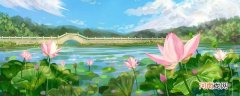 采莲曲的芙蓉是指 采莲曲的芙蓉是指什么