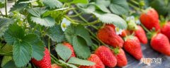 草莓是热性还是凉性 草莓属于热性还是凉性