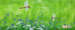 蜻蜓的别名和特点是什么 蜻蜓别名叫什么