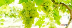 很贵绿色的葡萄叫什么 有种绿色葡萄叫什么很贵