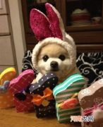 小体俊介犬多少钱一只 俊介犬价格多少钱一只