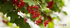 红加仑是什么水果 红加仑是什么