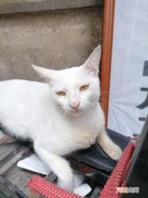 养白色的猫是吉还是凶 白猫为什么不吉利