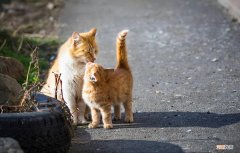 为什么老一辈的人说不要捡猫回家养 捡猫回家好不好