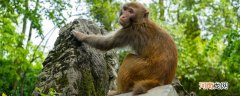 猴子喜欢吃什么食物 猴子喜欢吃哪些食物
