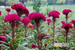 养护鸡冠花的方法