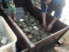 甲鱼过冬的最佳方法