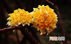 结香的花语和传说