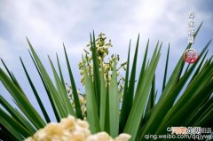丝兰怎么养