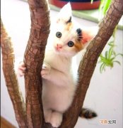 一只小猫跑到门口叫有什么寓意吗 门外有猫叫不要开门