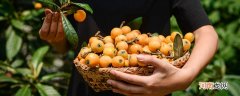 四月成熟的水果有哪些 四月有哪些成熟的水果
