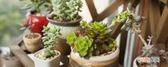 多肉发源地 多肉植物的来源地