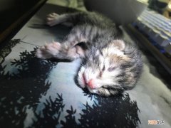 猫一般什么情况下会假死 猫咪假死和真死的区别