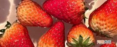 洗草莓为什么不能摘蒂 洗草莓不能摘蒂的原因
