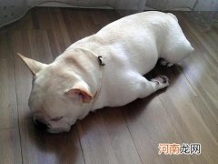 狗狗老是哼唧在屋里乱走 狗狗突然夜间不睡反常还哼唧