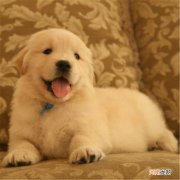 金毛价格多少钱一只 普通家庭养得起金毛吗