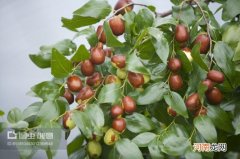 枣树的修剪方法