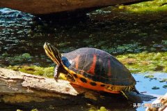 乌龟突然死亡的原因 乌龟为什么会突然死亡