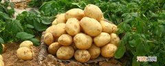 土豆什么时候传入中国 土豆是什么时候传入中国的