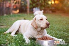 小狗狗一天喂几次最好 狗狗正确喂食时间表