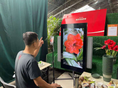 从事花卉行业17年转型线上 唐山夫妇在快手把朱顶红卖到全国