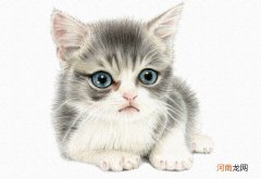 彩铅画猫咪教程步骤图