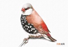 彩铅画鸟步骤图