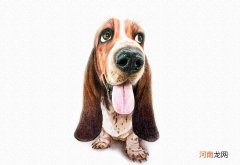 狗狗彩铅画教程图解-彩铅画猎肠狗