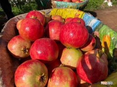 京东携手突尼斯软籽石榴再发力 焕发产业新活力