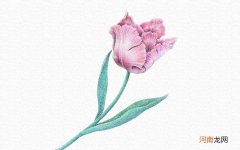 彩铅画花朵详细步骤图片