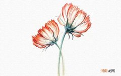 彩铅画花卉教程步骤图