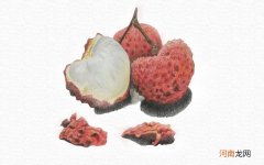 彩铅画荔枝教程步骤图