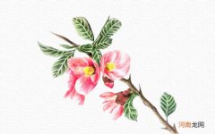 彩铅画桃花教程步骤图