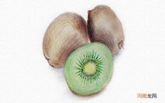 彩铅画猕猴桃教程步骤图