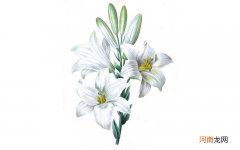 彩铅画百合花教程图解