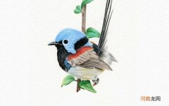 彩铅画小鸟教程步骤图