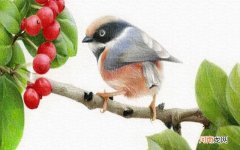 山雀彩铅画花鸟教程步骤图