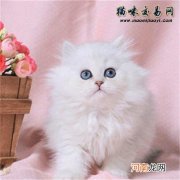 金吉拉属于什么档次的猫 一只金吉拉猫多少钱