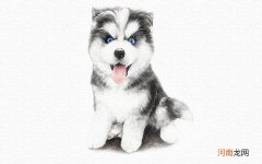 彩铅画哈士奇步骤图