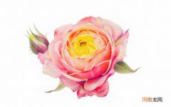 彩铅画月季花详细步骤