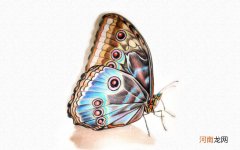 蝴蝶彩铅画简单又漂亮