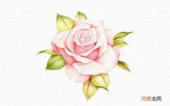 彩铅画玫瑰花图片步骤