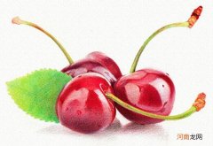 彩铅画樱桃教程步骤图