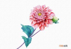 菊花彩铅绘画步骤过程