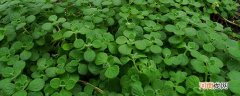 海滩上面绿色的植物是什么 海滩上面绿色的植物是