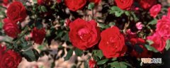18朵玫瑰代表什么意思 玫瑰花十八朵代表什么意思