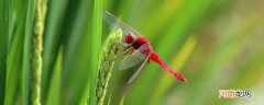 蜻蜓会走路吗 蜻蜓会在地上走吗